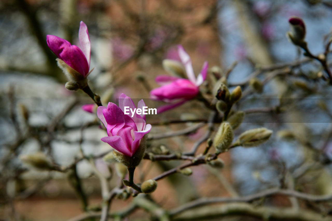 Close-up of pink flowering plant