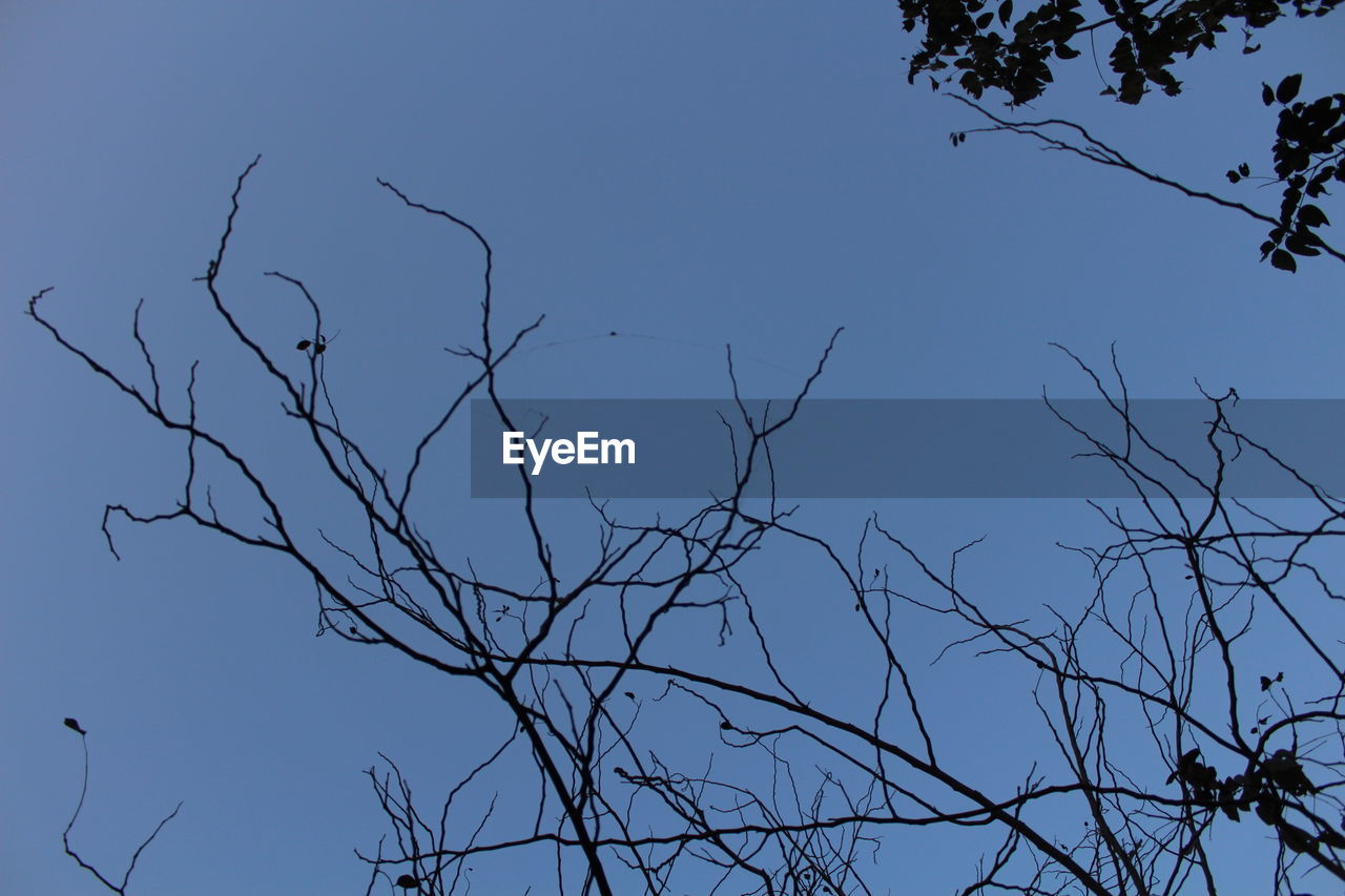 LOW ANGLE VIEW OF BARE TREES AGAINST BLUE SKY