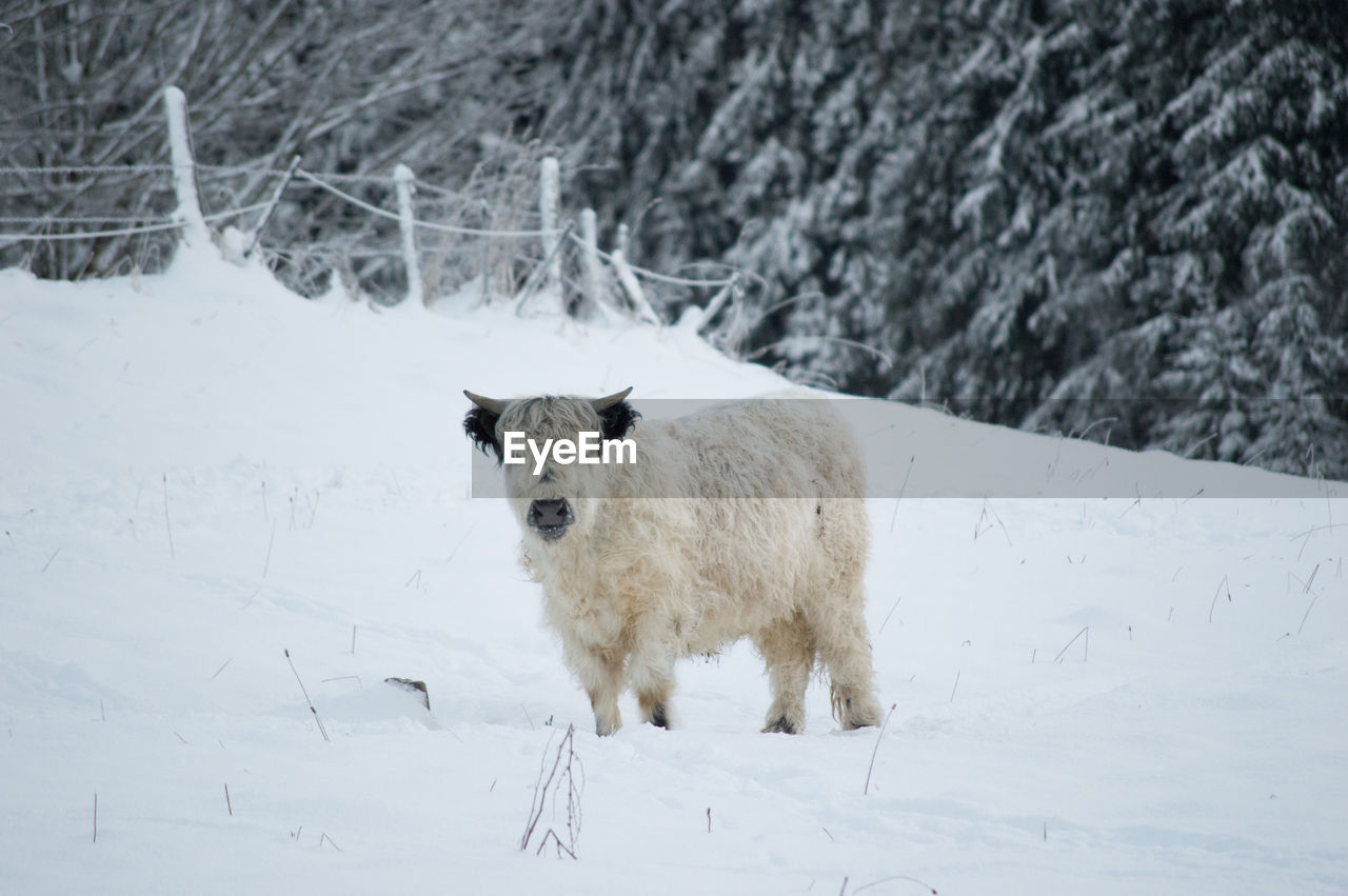 Highland cattle standing on snow field during winter