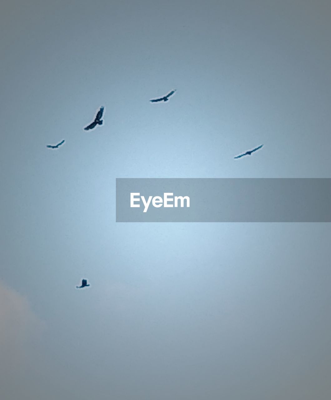 LOW ANGLE VIEW OF BIRDS FLYING AGAINST THE SKY