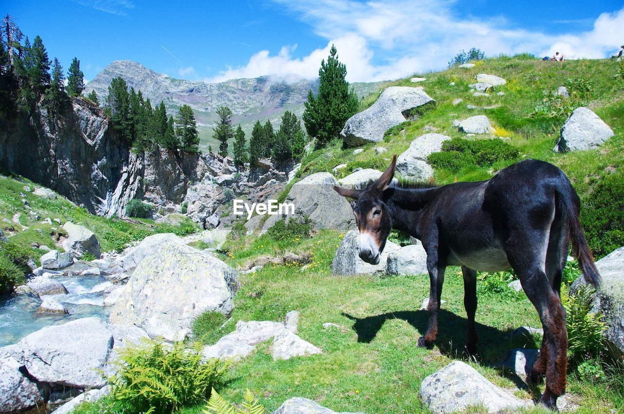 Full length of donkey on mountain landscape