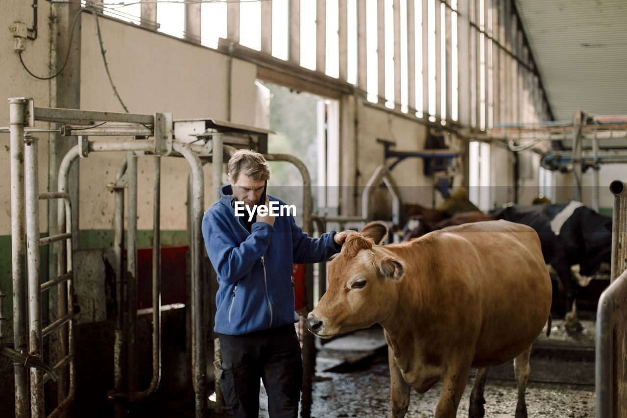 Farmer talking on smart phone standing by cow at dairy farm