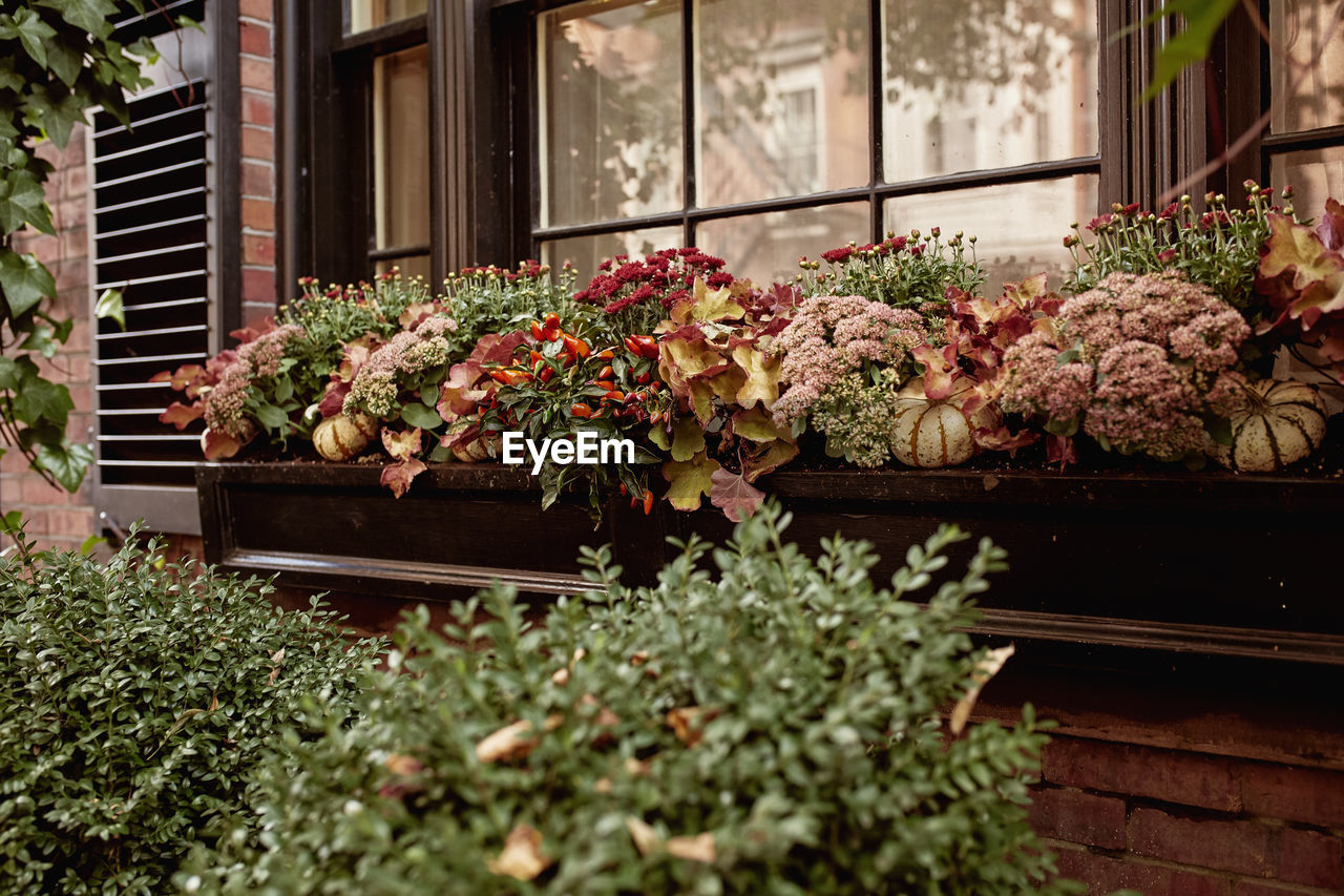 Brownstone exterior with floral planters against a window in beacon hill, boston, massachusetts 