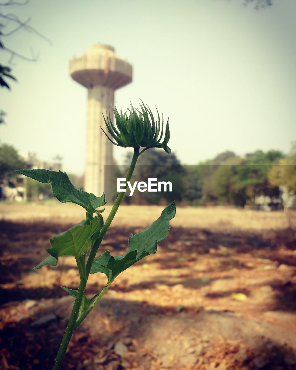Close-up of plant against blurred background