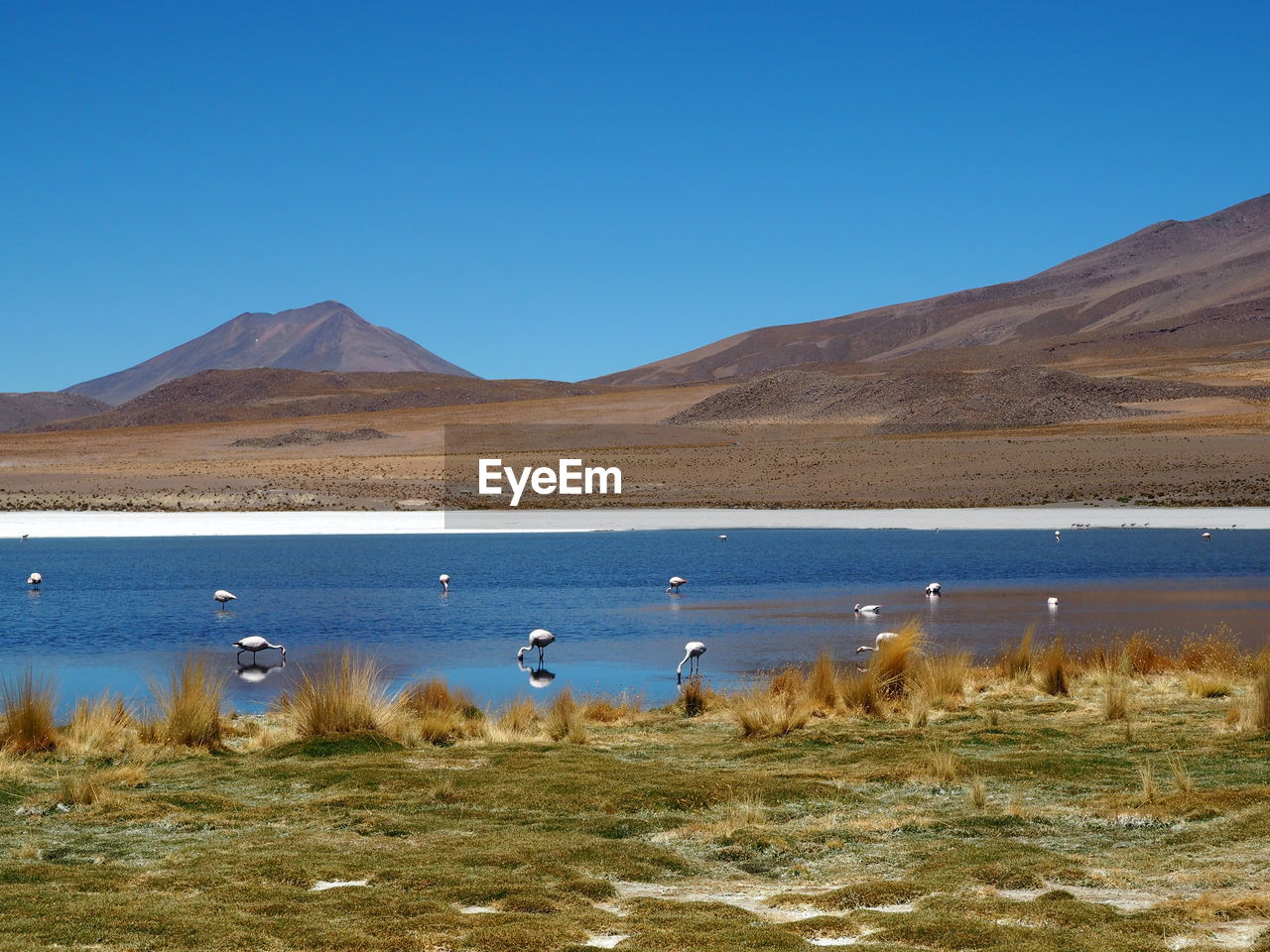 Laguna hedionda, bolivia