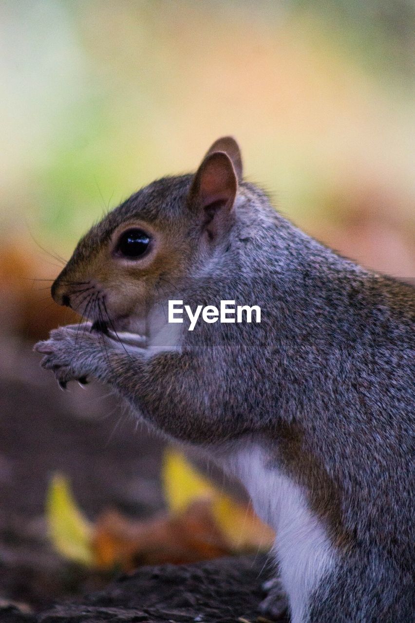 CLOSE-UP OF SQUIRREL ON GROUND