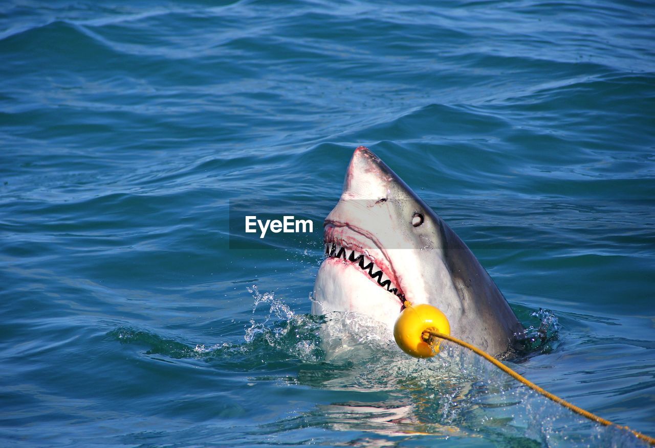 Great white shark breaching out of the water, teeth revealed