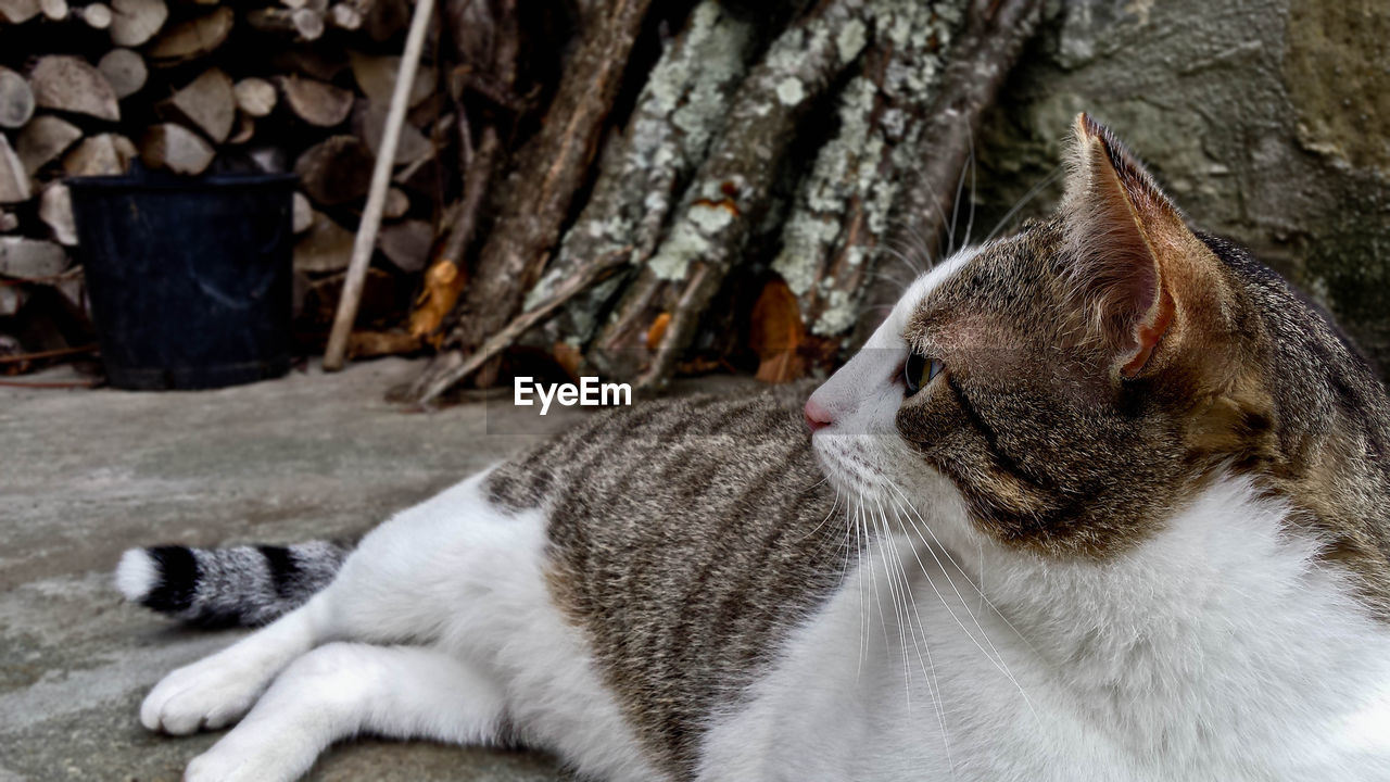 Close-up of cat relaxing on footpath