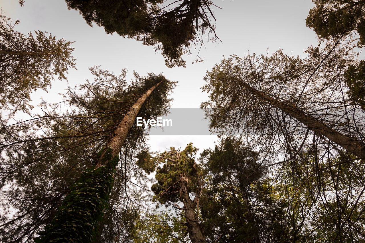 LOW ANGLE VIEW OF TREES GROWING IN FOREST AGAINST SKY