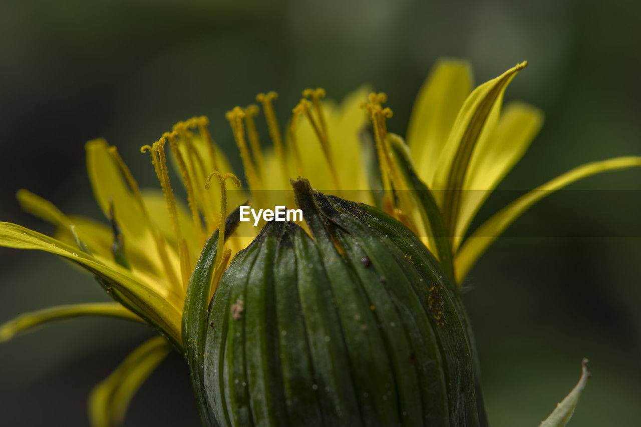yellow, plant, nature, flower, freshness, flowering plant, close-up, macro photography, green, beauty in nature, growth, leaf, plant stem, wildflower, no people, focus on foreground, fragility, outdoors, food, bud, food and drink, petal, drop, wet, flower head, selective focus, water