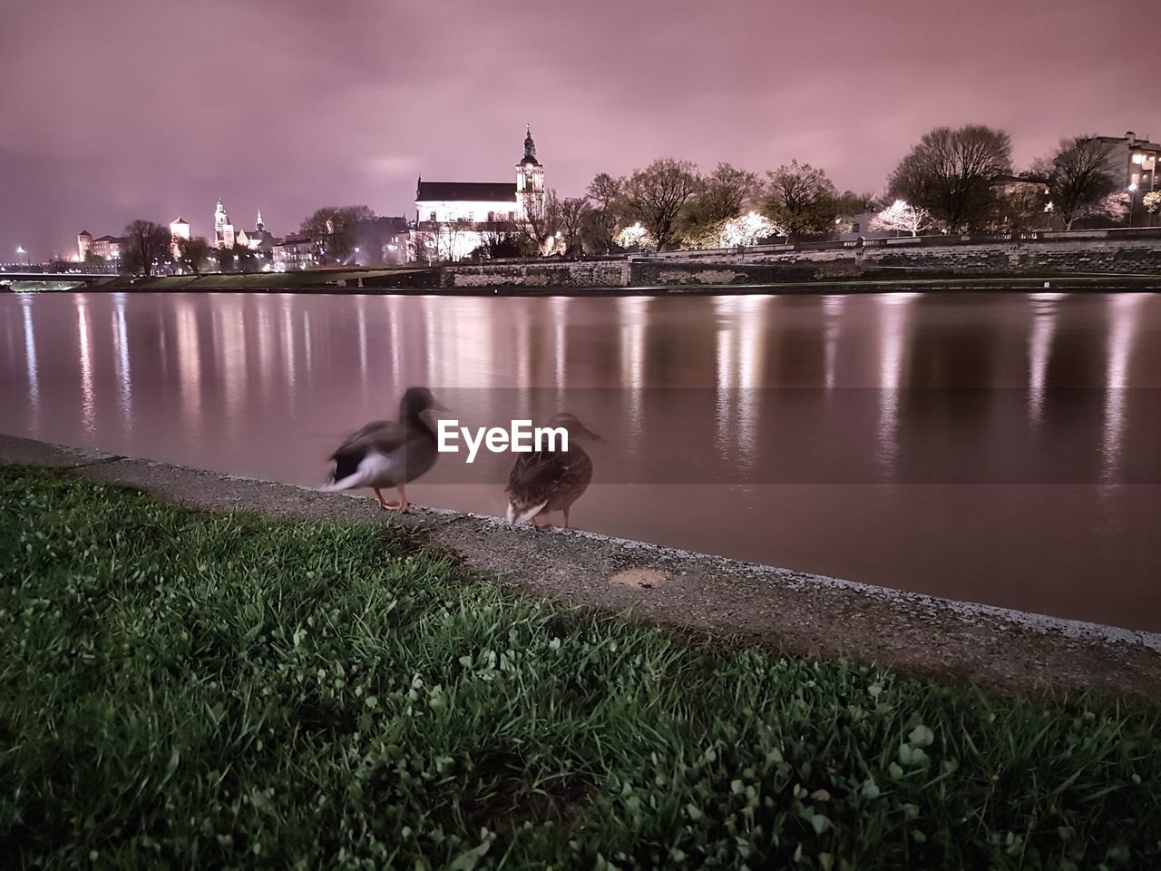 DUCKS PERCHING ON RIVER