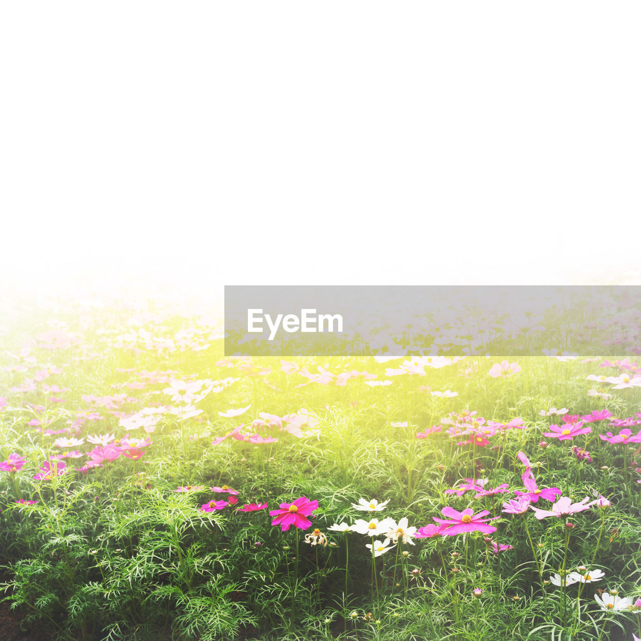 PINK FLOWERING PLANTS ON FIELD