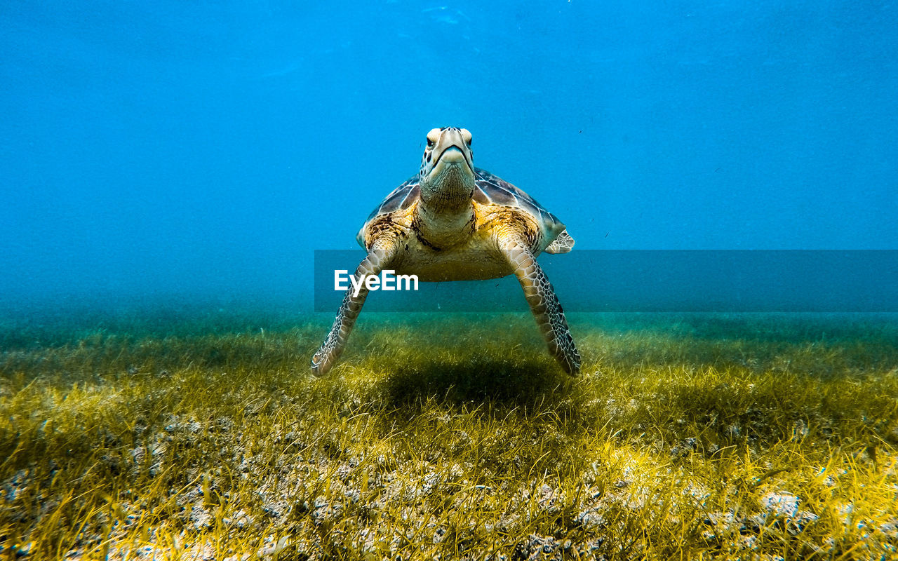 Sea turtle swimming underwater