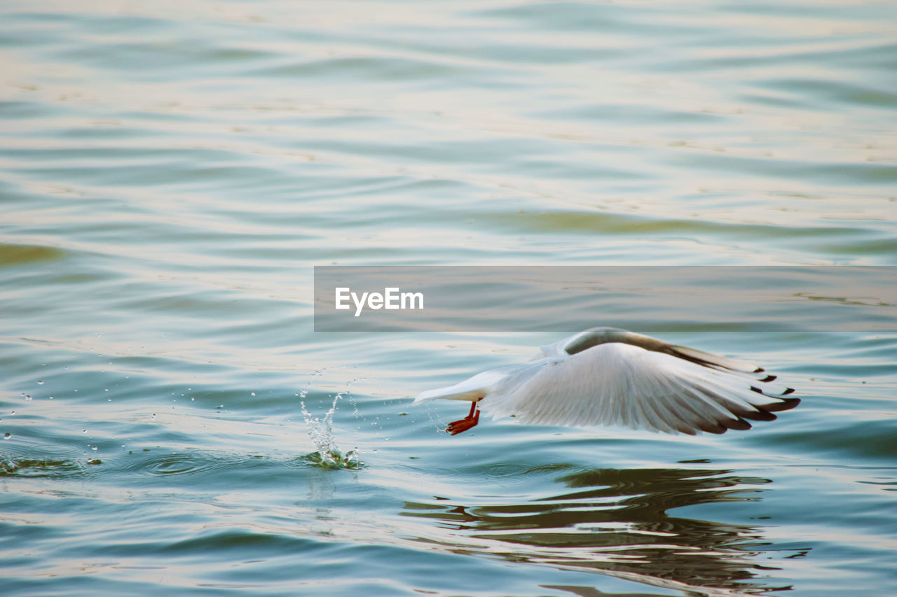 BIRDS SWIMMING IN LAKE