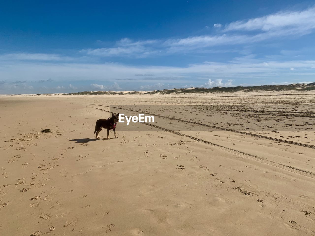 View of a dog on sand