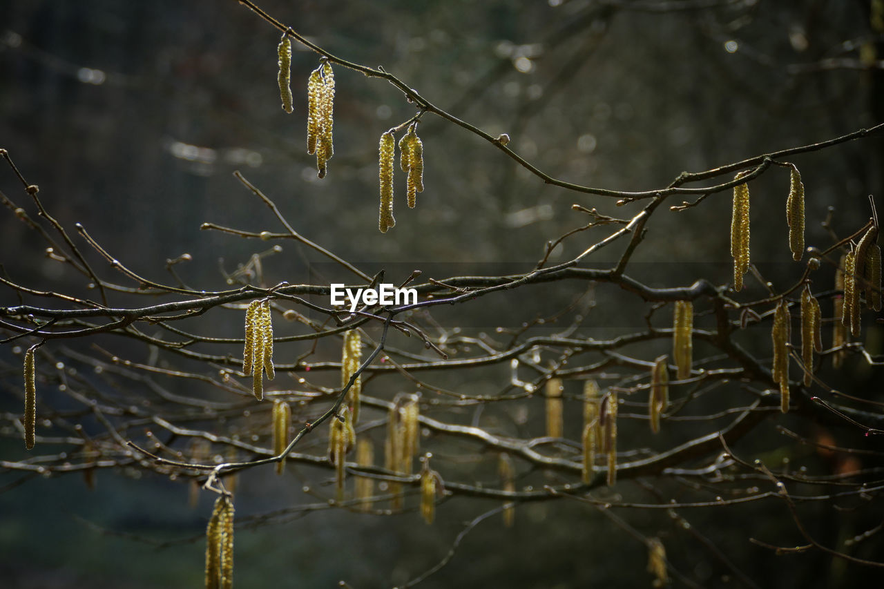 CLOSE-UP OF TREE BRANCHES IN WINTER