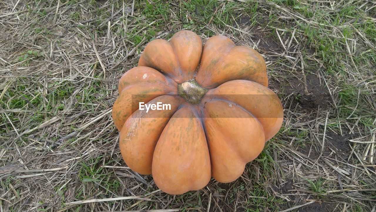 High angle view of pumpkin on field