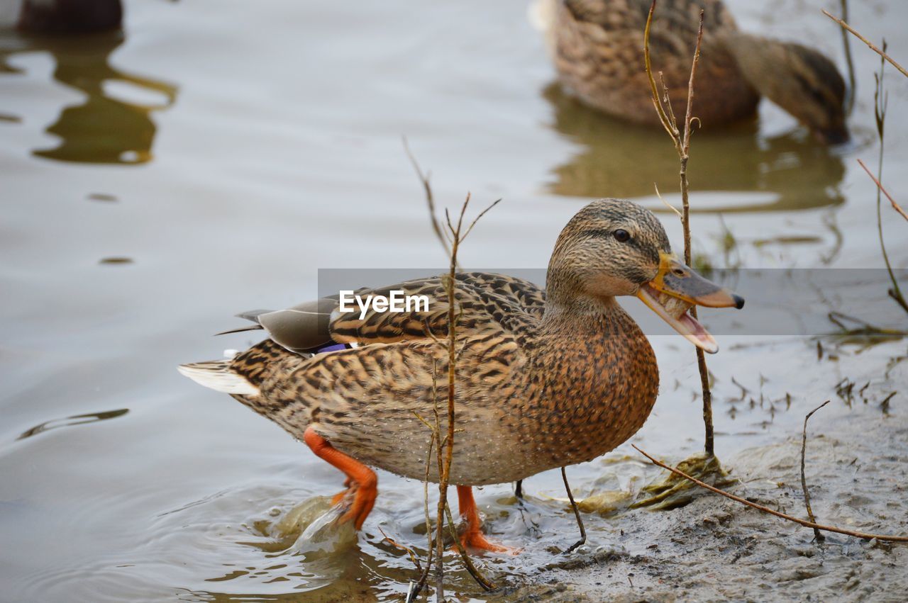 Duck swimming in lake