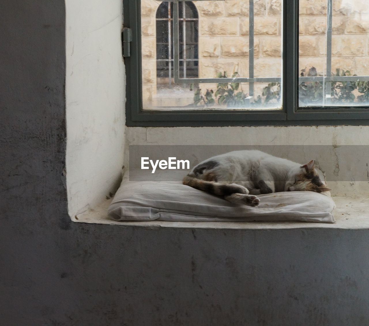 CAT SLEEPING ON WINDOW IN ROOM