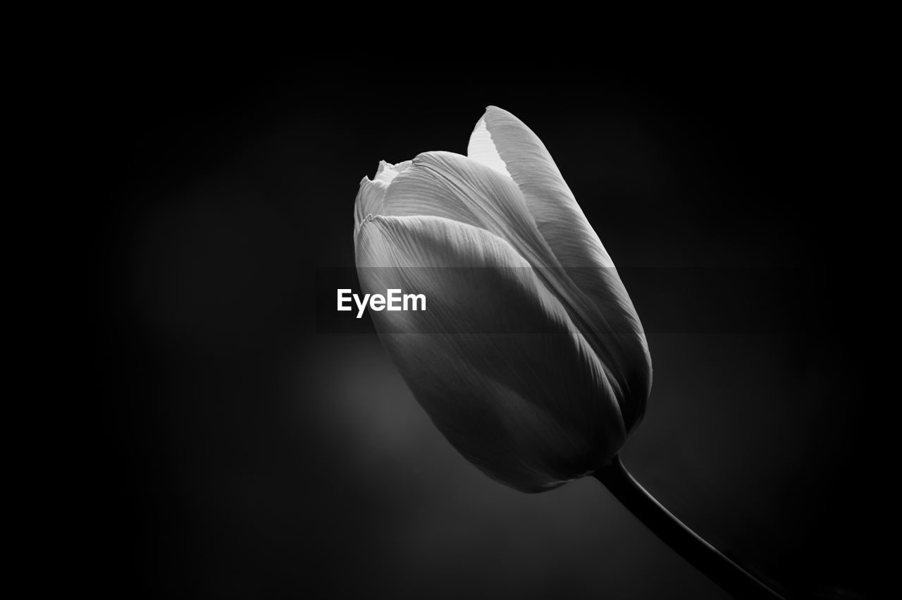 CLOSE-UP OF WHITE TULIP ON BLACK BACKGROUND