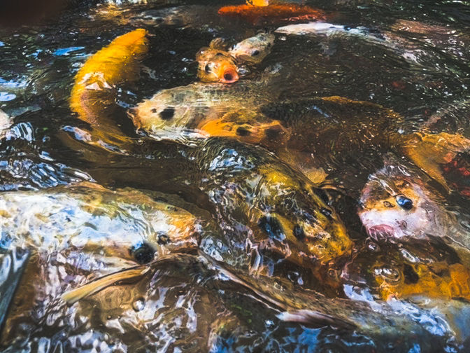 water, animal, koi, animal themes, swimming, no people, fish, animal wildlife, high angle view, nature, carp, wildlife, koi carp, group of animals, lake, marine biology, day, outdoors, large group of animals, school of fish