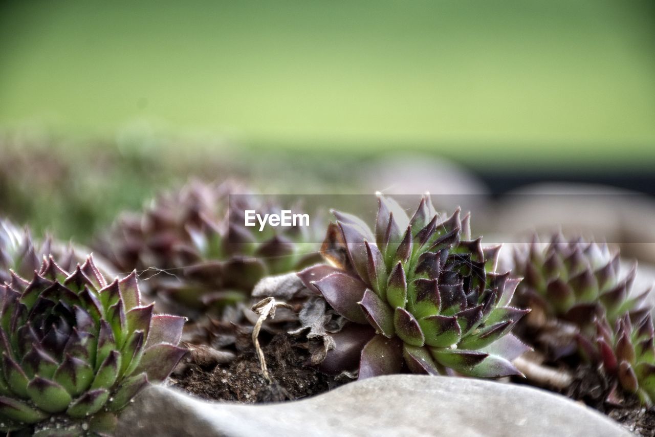 CLOSE-UP OF CACTUS PLANT OUTDOORS