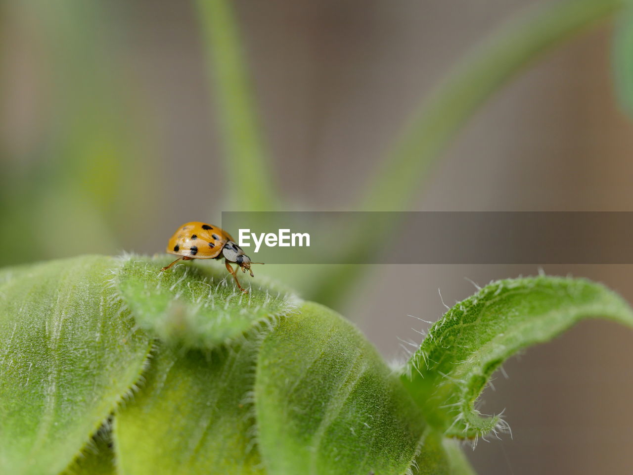 CLOSE-UP OF LADYBUG ON GREEN PLANT