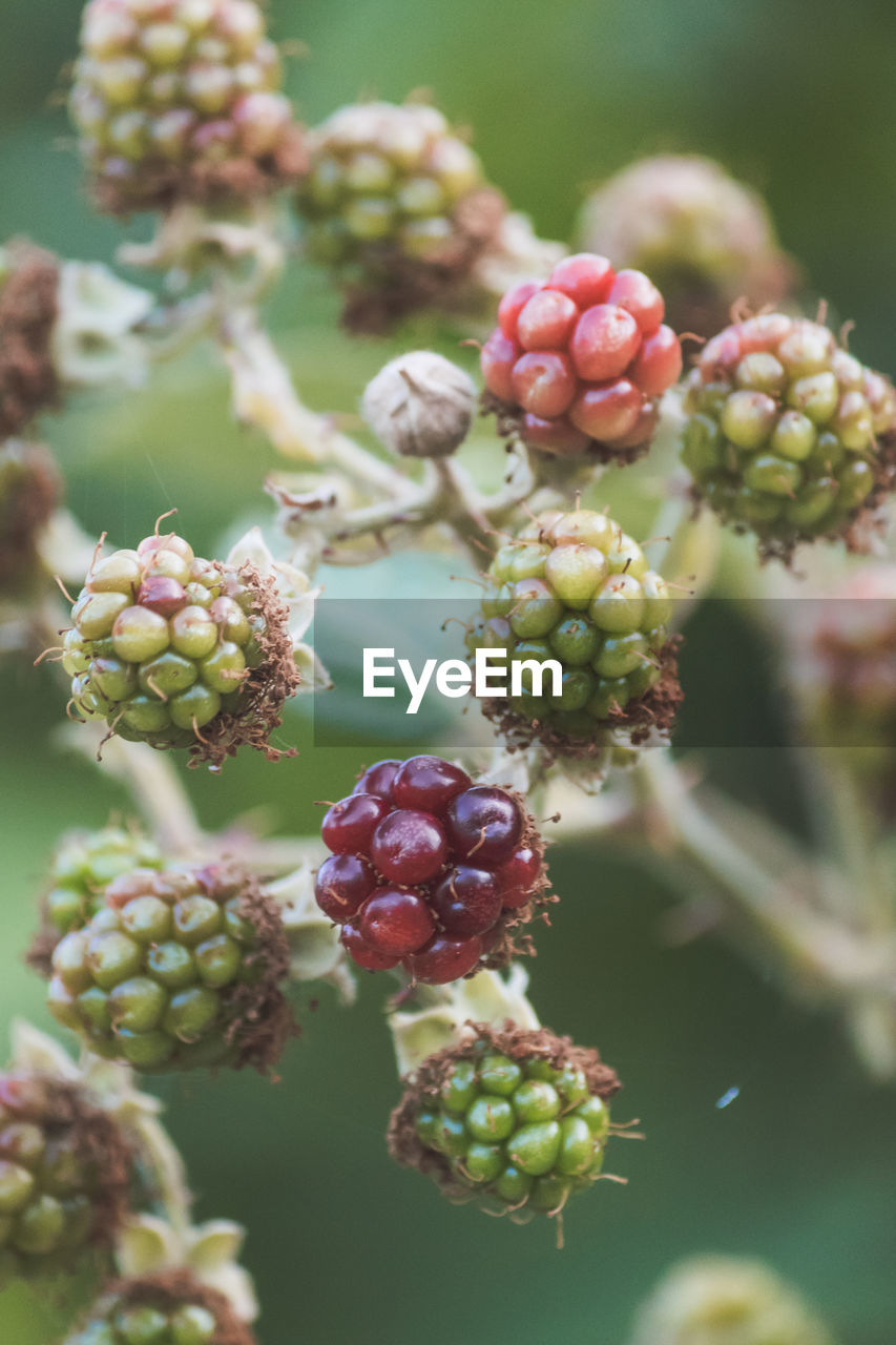 CLOSE-UP OF GRAPES GROWING ON PLANT