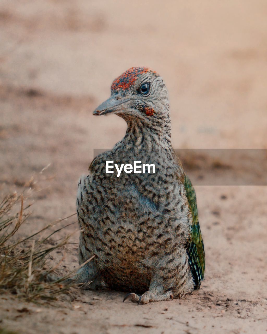 animal themes, animal, bird, animal wildlife, wildlife, one animal, beak, close-up, nature, no people, land, outdoors, full length, pheasant, day, portrait, bird of prey