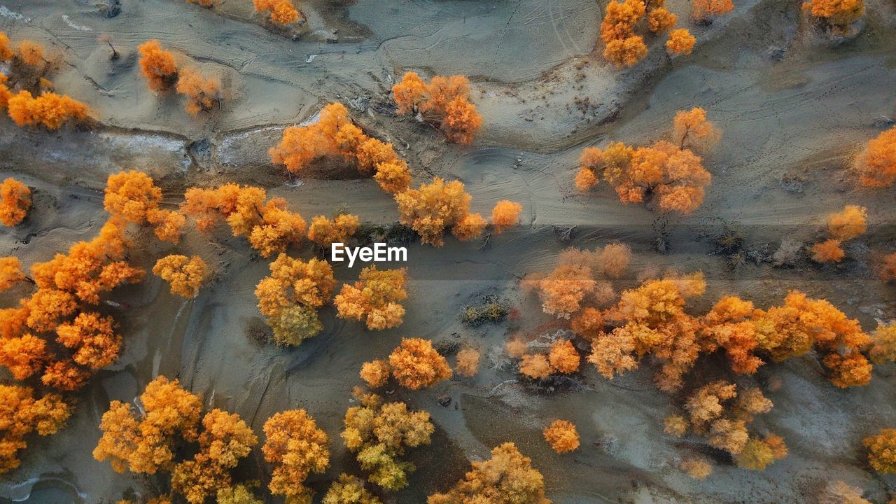 High angle view of trees during autumn