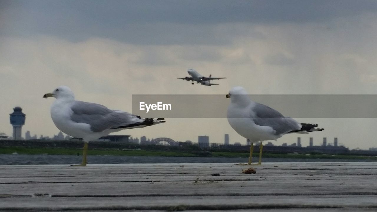 SEAGULLS ON THE SEA