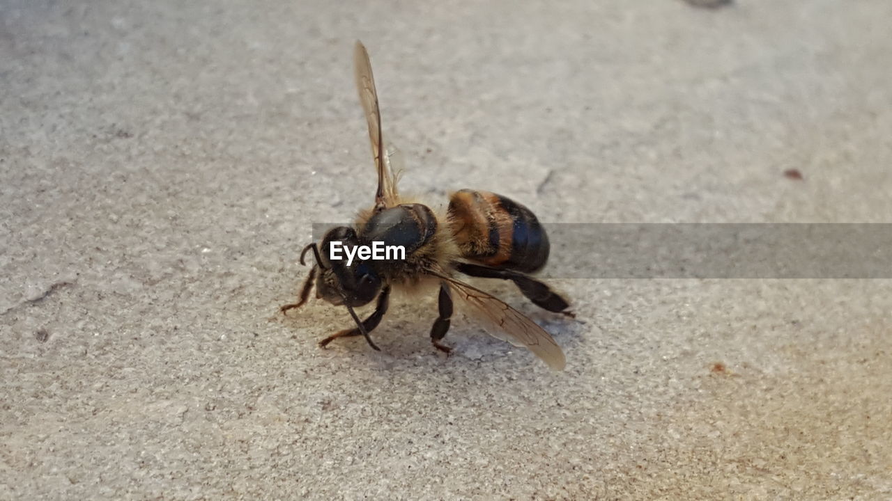 CLOSE-UP OF HOUSEFLY