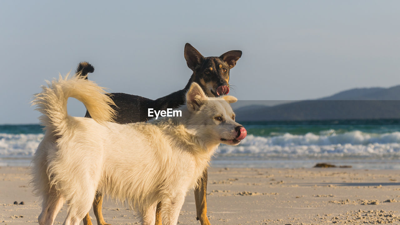 A white dog and a brown dog playing at the beach