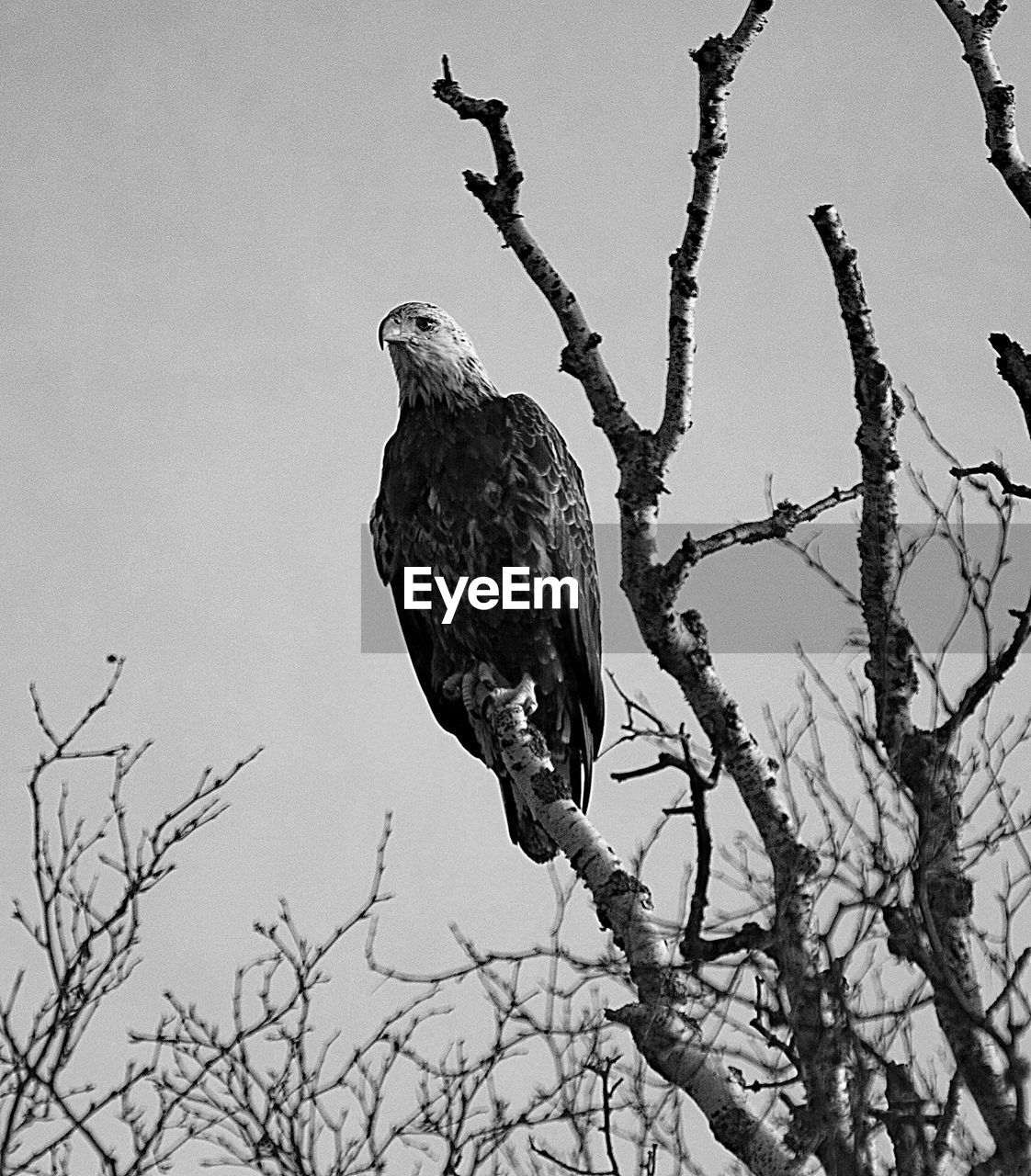 BIRD PERCHING ON BARE TREE