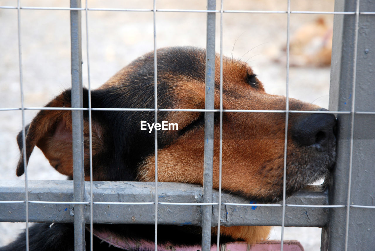 CLOSE-UP OF A DOG IN CAGE