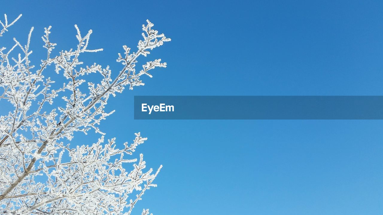 Low angle view of tree against blue sky