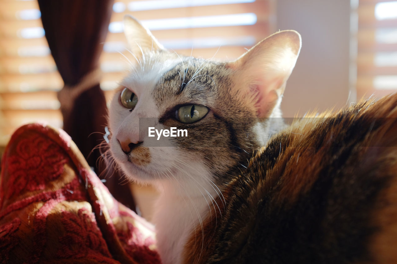 CLOSE-UP PORTRAIT OF CAT WITH EYES AT HOME