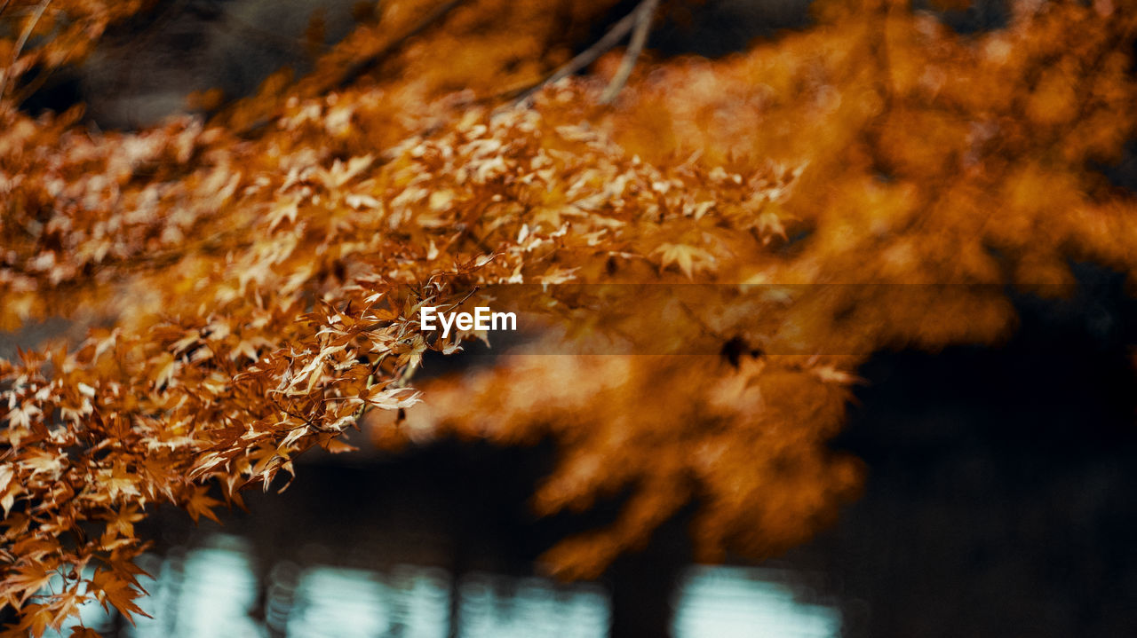 Close-up of autumnal leaves against blurred background