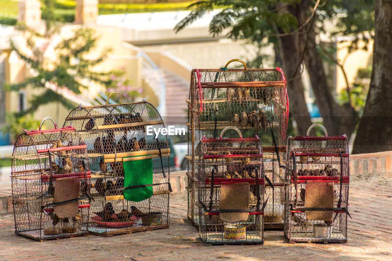 Birds in cages for sale