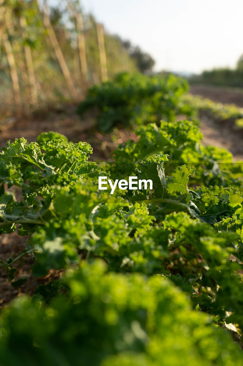 Growing up kale. close-up of plants growing on field