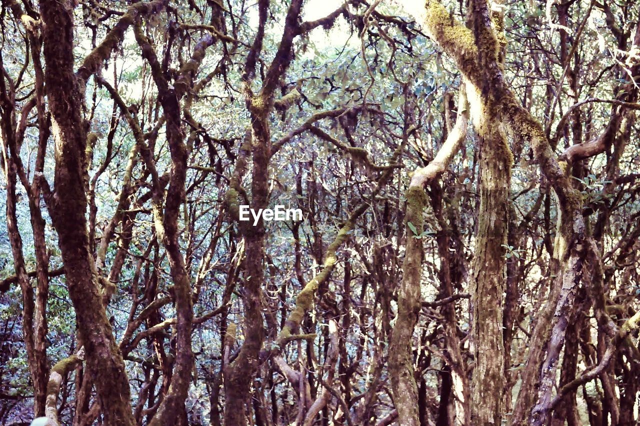 LOW ANGLE VIEW OF BARE TREES IN FOREST