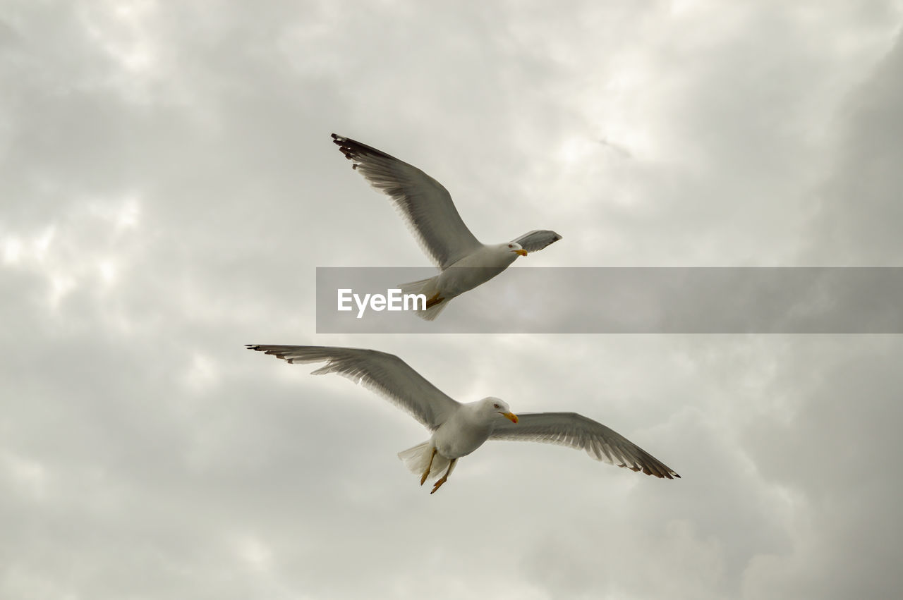 LOW ANGLE VIEW OF SEAGULLS FLYING