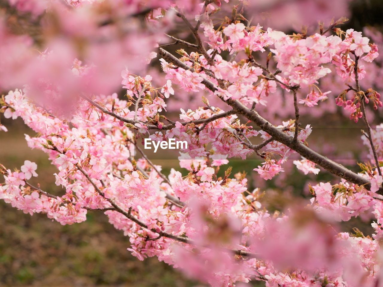 plant, pink, flower, flowering plant, blossom, beauty in nature, springtime, freshness, fragility, tree, nature, cherry blossom, growth, branch, spring, produce, outdoors, no people, cherry tree, close-up, botany, selective focus, day, inflorescence, flower head, petal, pastel colored, food and drink, food, culture, agriculture, cherry, fruit tree, environment