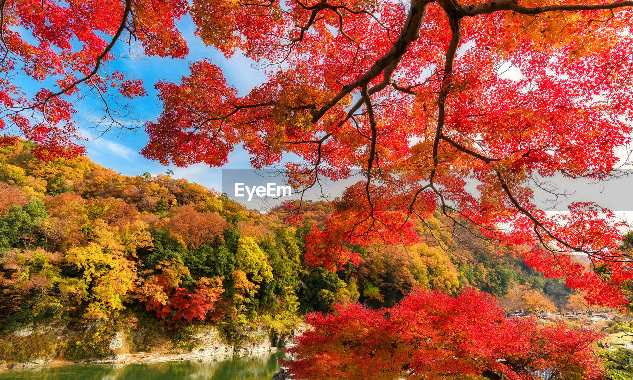 RED MAPLE LEAVES ON TREE DURING AUTUMN