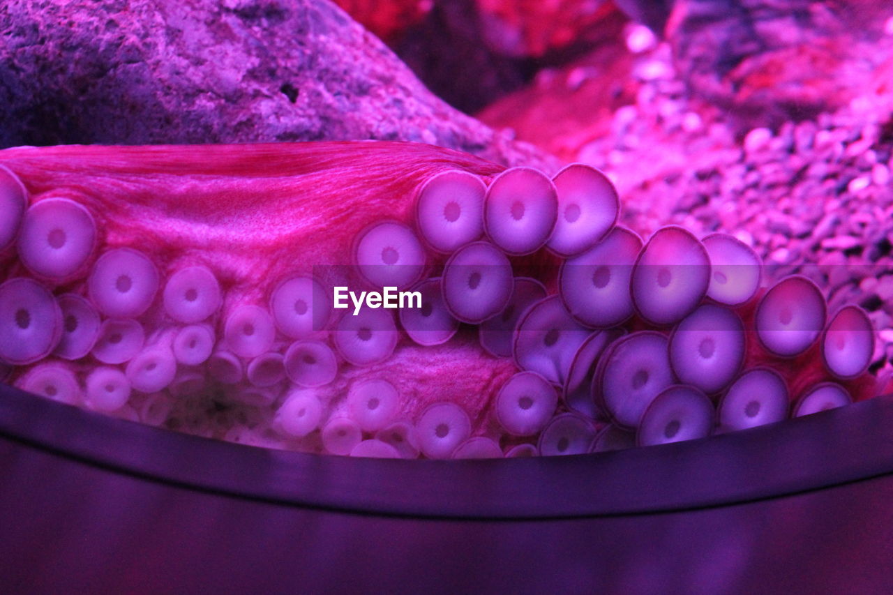 CLOSE-UP OF PINK JELLYFISH