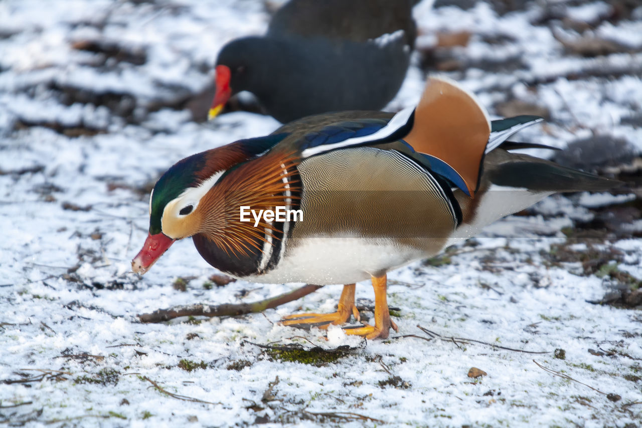 Close-up of a bird in snow