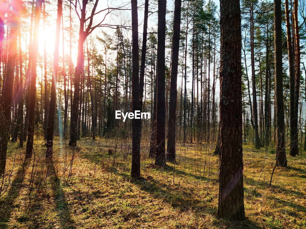 pine trees in forest