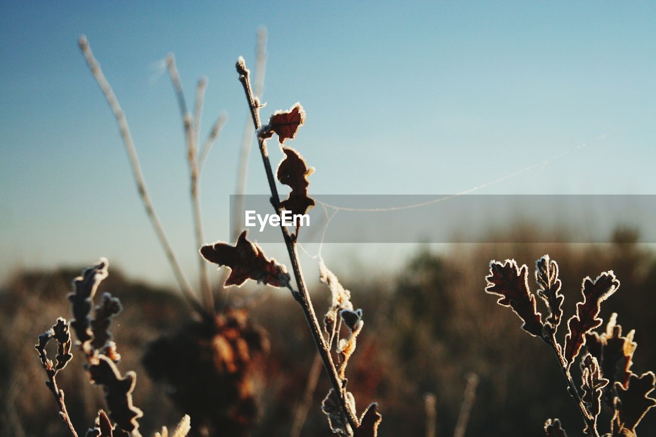 Frozen plants against sky