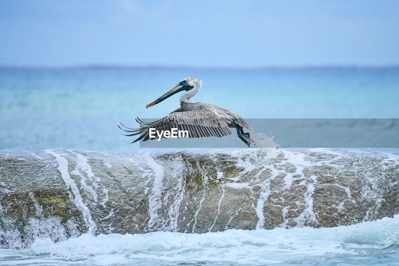 Pelican flying over sea