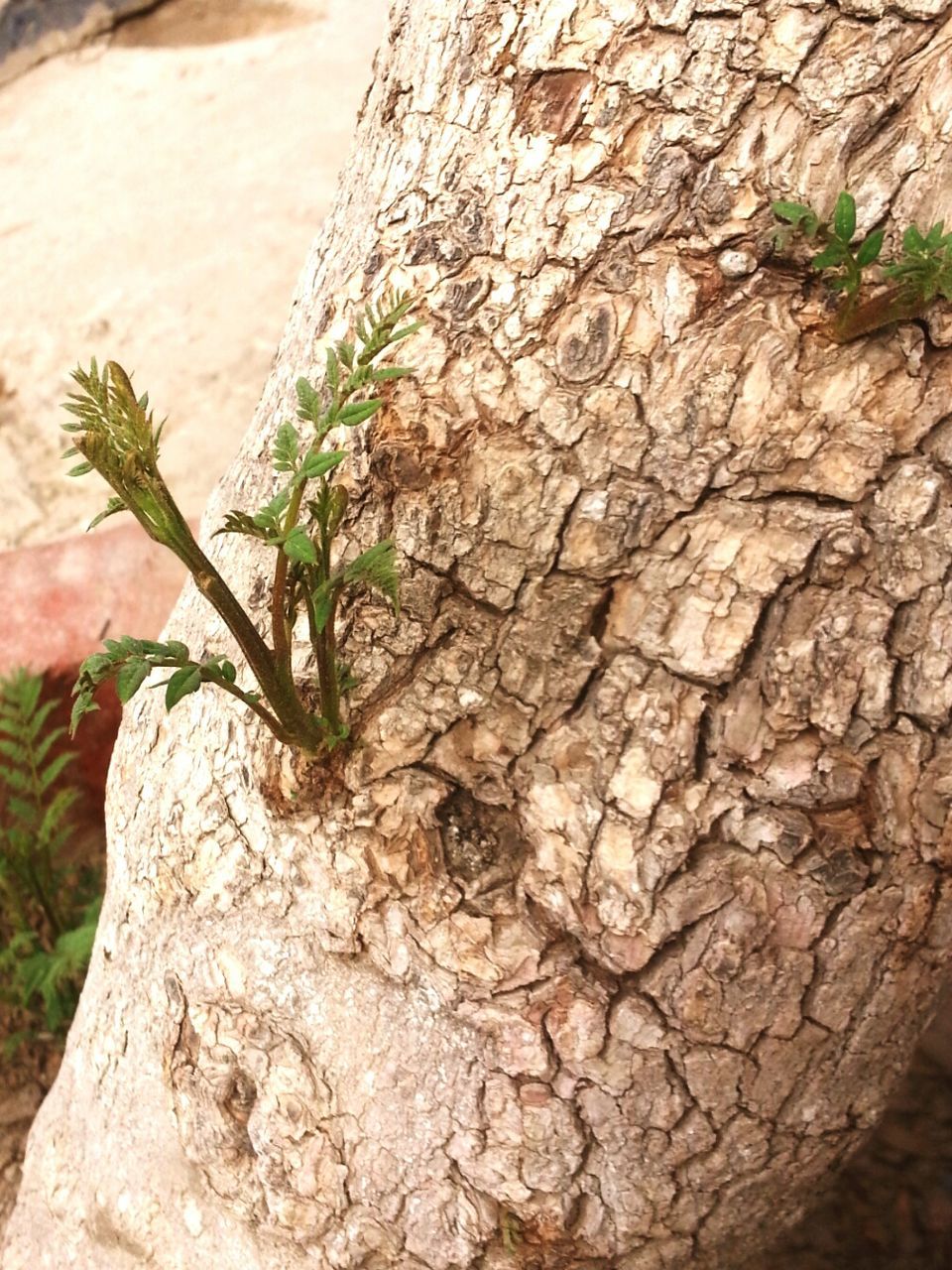 CLOSE-UP OF TREE TRUNK AGAINST PLANTS